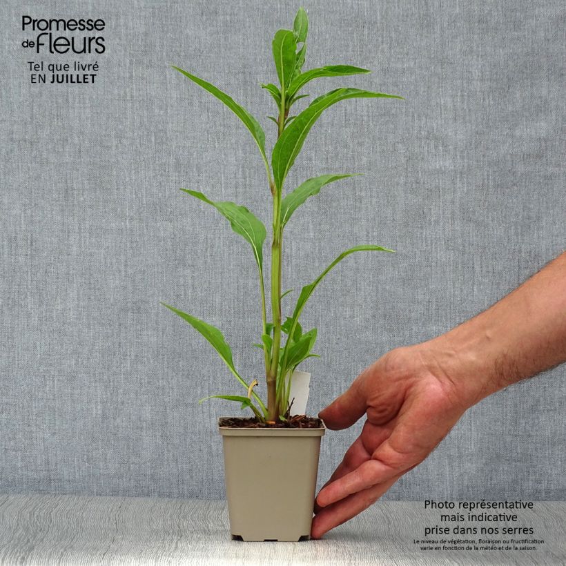 Esemplare di Echinacea purpurea Tomato Soup Vasetto da 8/9 cm consegnato in estate