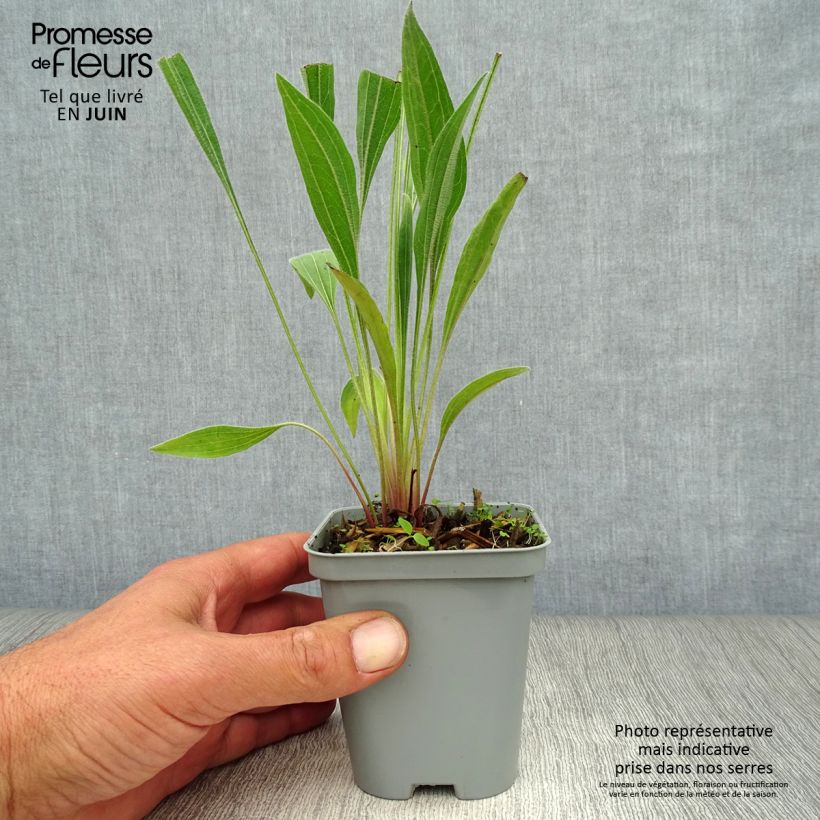 Esemplare di Echinacea pallida Vasetto da 8/9 cm consegnato in estate