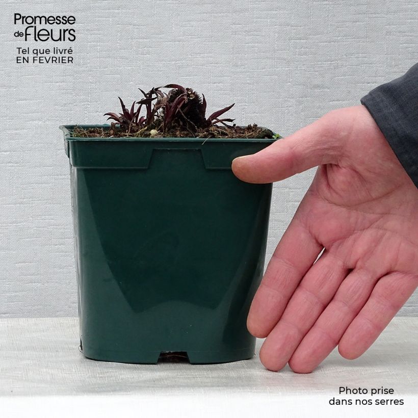 Echinacea pallida Vaso da 2L/3L esemplare consegnato in inverno