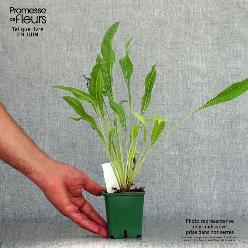 Esemplare di Echinacea pallida Hula Dancer Vasetto da 8/9 cm consegnato in estate