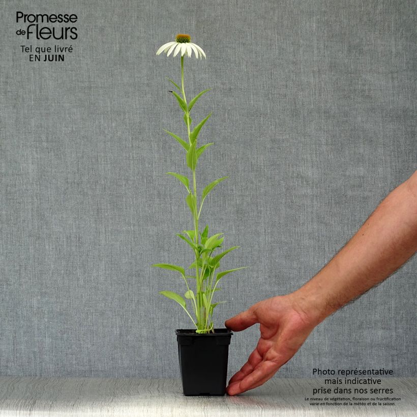 Esemplare di Echinacea purpurea Alba Vasetto da 7/8 cm consegnato in estate