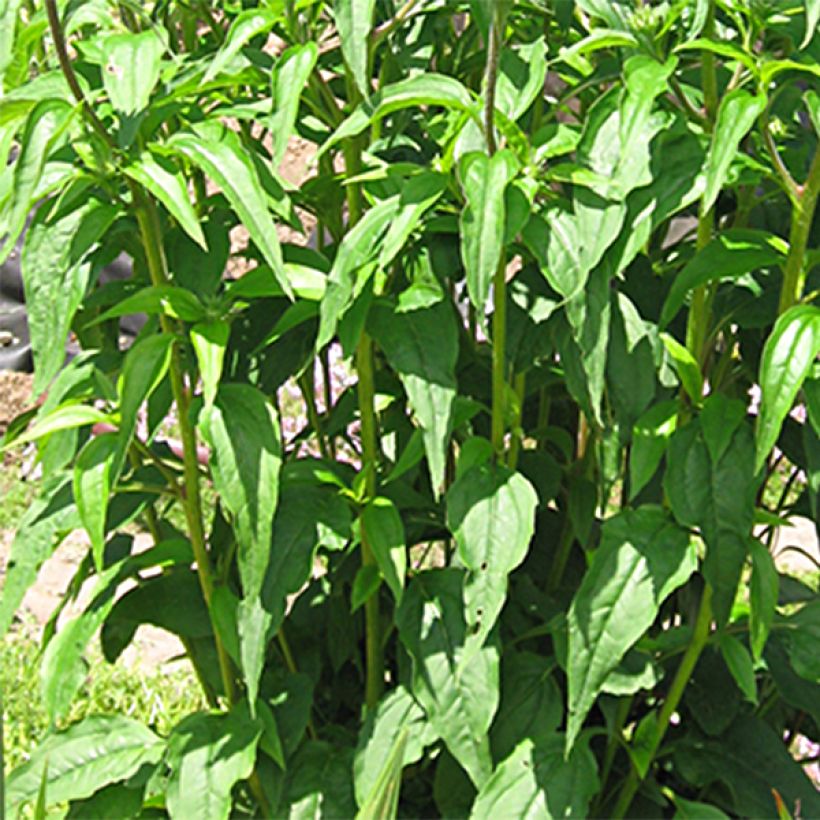 Echinacea purpurea Daydream (Fogliame)