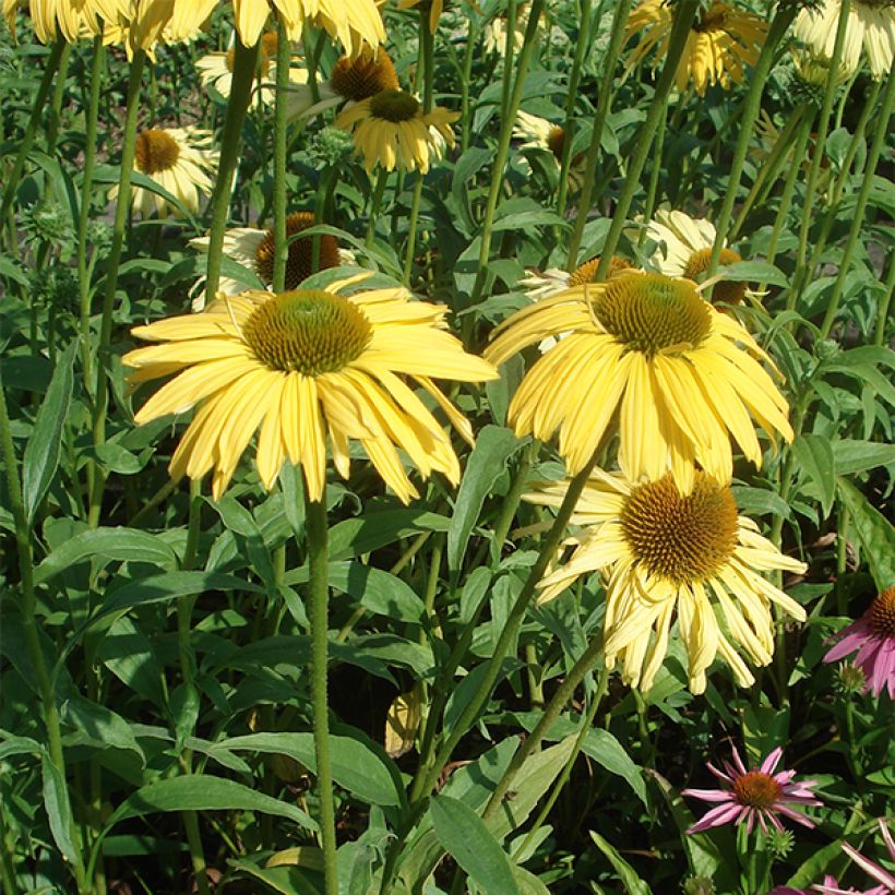 Echinacea purpurea Daydream (Porto)