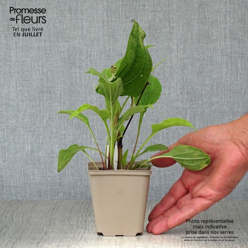 Esemplare di Echinacea purpurea Double Decker Vasetto da 8/9 cm consegnato in estate