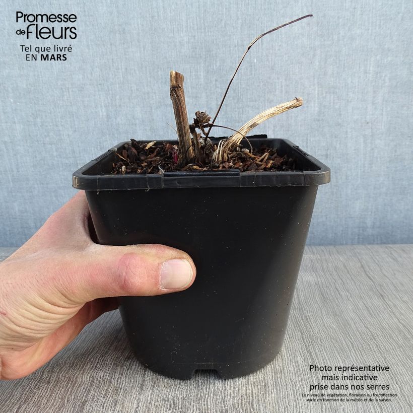 Echinacea purpurea Green Twister Vaso da 1,5L/2L esemplare consegnato in inverno