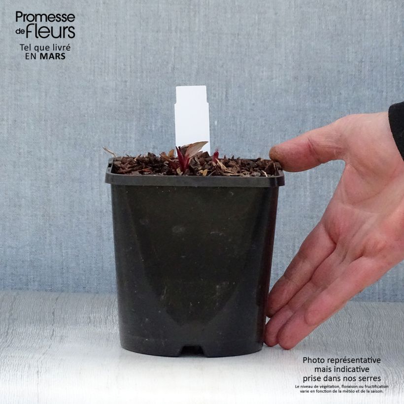 Echinacea purpurea Green Twister Vaso da 1,5L/2L esemplare consegnato in primavera
