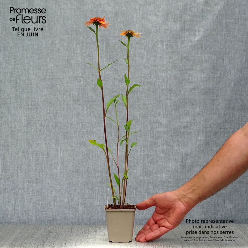 Esemplare di Echinacea purpurea Irresistible Vasetto da 8/9 cm consegnato in estate