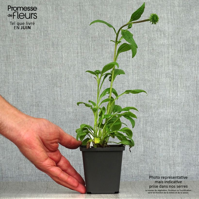 Esemplare di Echinacea purpurea Little Magnus Vasetto da 8/9 cm consegnato in estate