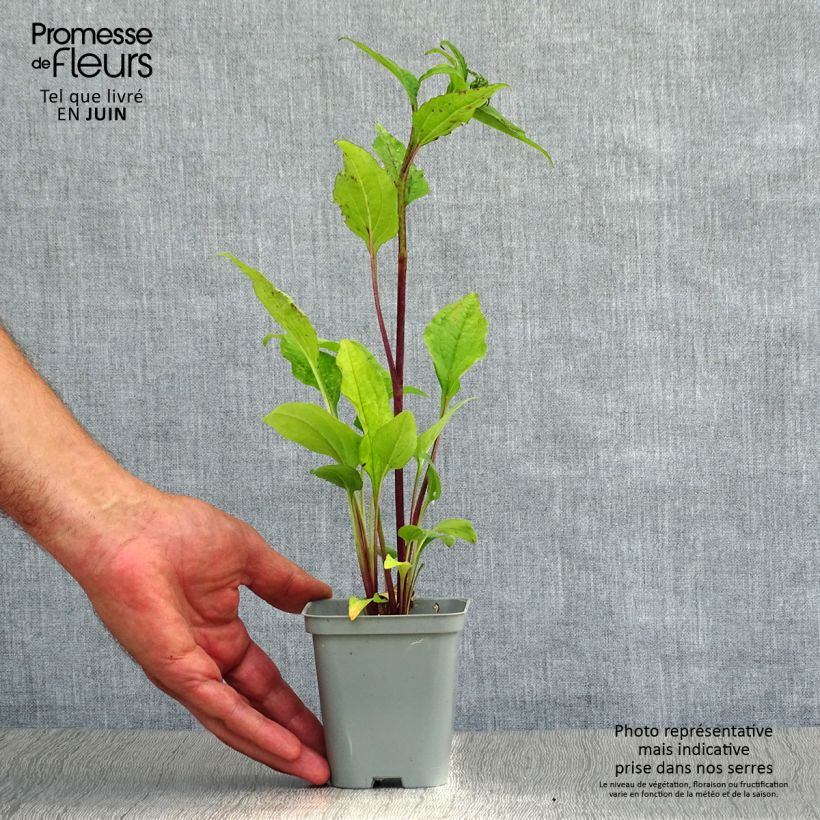 Esemplare di Echinacea purpurea Magnus Vasetto da 8/9 cm consegnato in estate