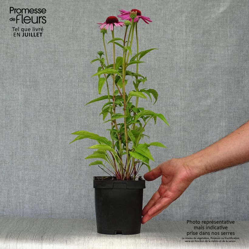 Esemplare di Echinacea purpurea Magnus Vaso da 2L/3L consegnato in estate
