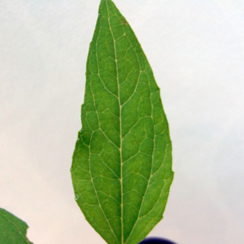 Echinacea purpurea Meringue (Fogliame)