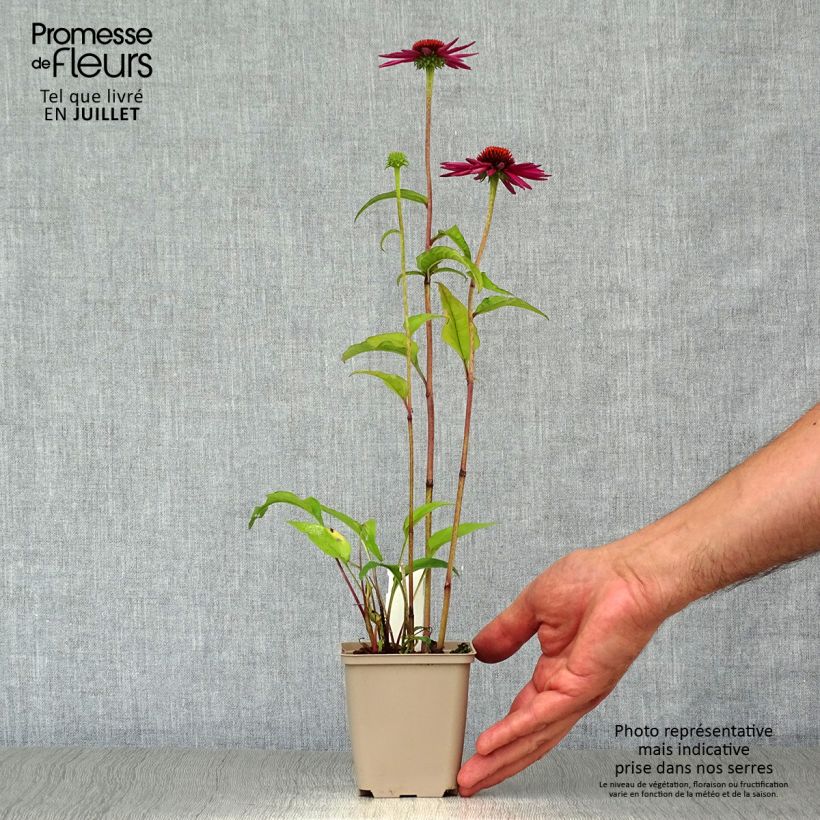 Esemplare di Echinacea purpurea Pica Bella Vasetto da 8/9 cm consegnato in estate