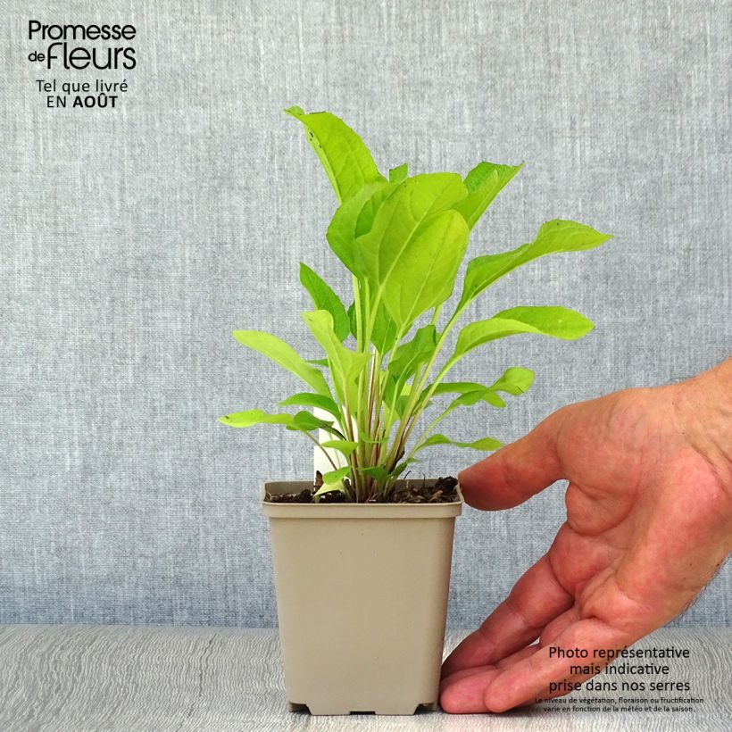 Esemplare di Echinacea purpurea Pink Double Delight Vasetto da 8/9 cm consegnato in estate