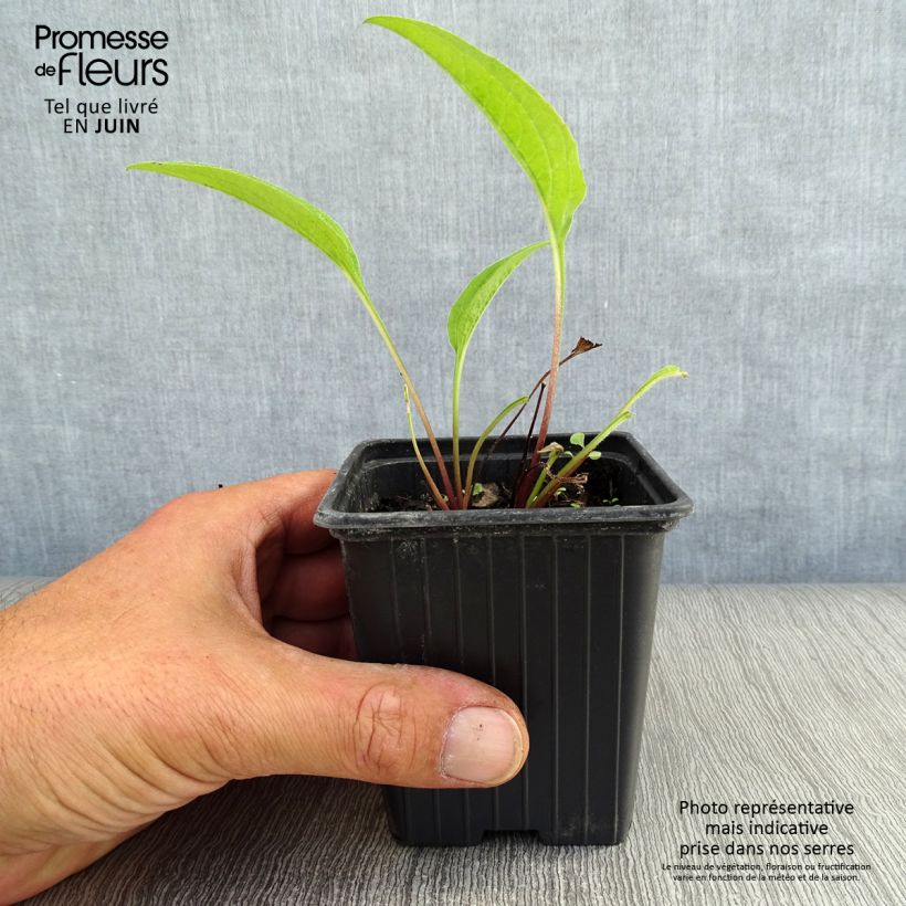 Esemplare di Echinacea purpurea Vasetto da 7/8 cm consegnato in estate