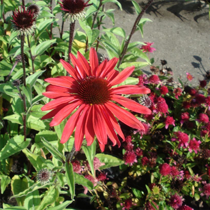 Echinacea purpurea Solar Flare (Porto)