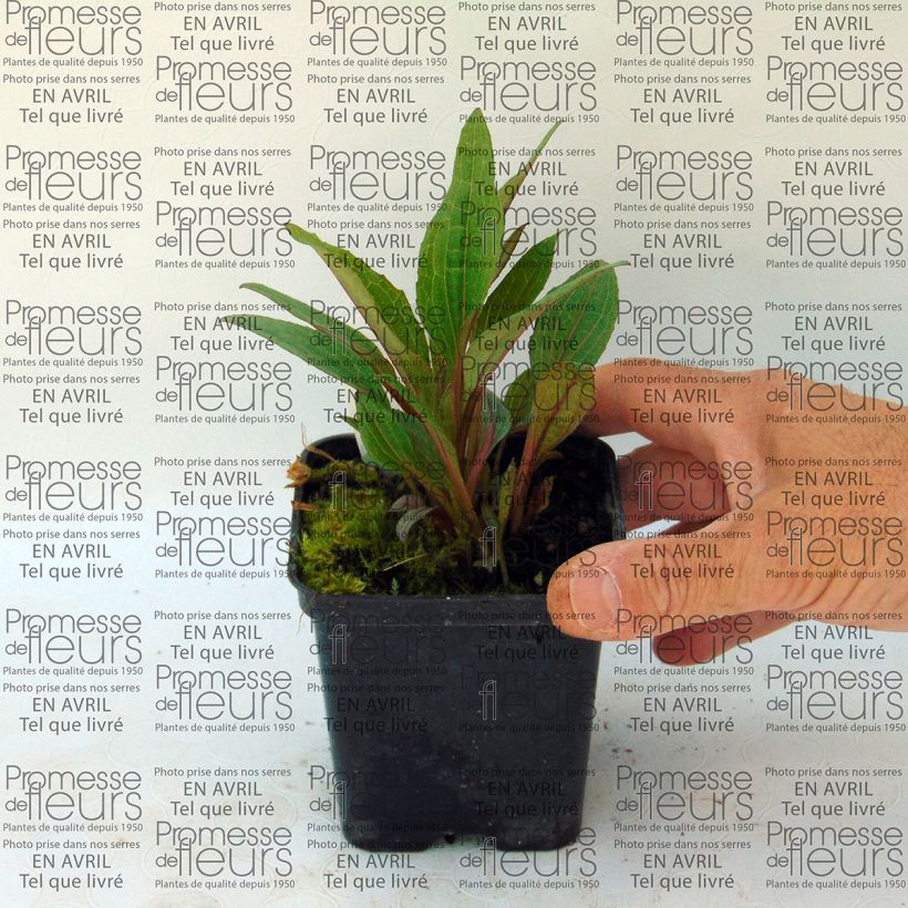 Esempio di esemplare Echinacea purpurea Solar Flare Vasetto da 8/9 cm come consegnato