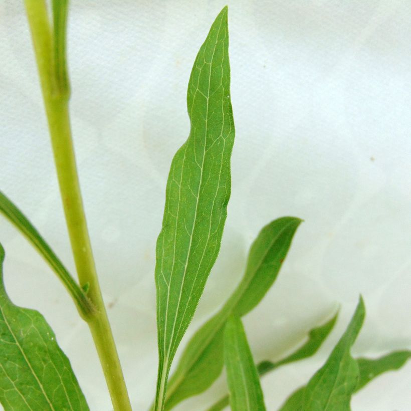 Echinacea purpurea Summer Salsa (Fogliame)