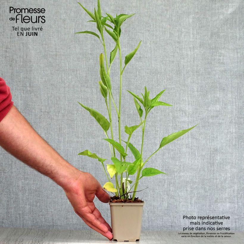 Esemplare di Echinacea purpurea Virgin Vasetto da 8/9 cm consegnato in estate