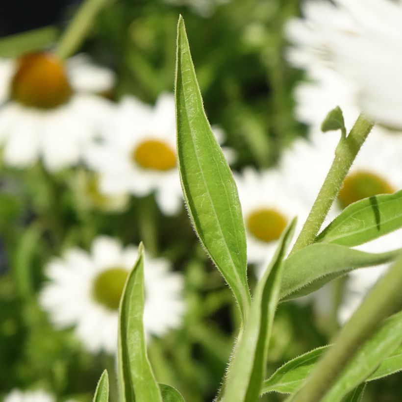 Echinacea purpurea White Meditation (Fogliame)