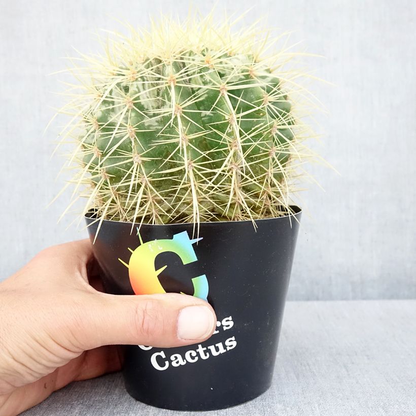 Echinocactus grusonii Vaso da Ø 12 cm / 13 cm esemplare consegnato in primavera