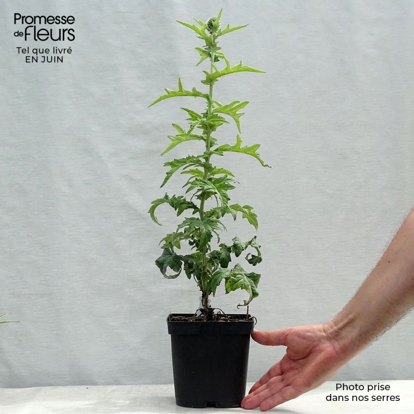 Esemplare di Echinops ritro Veitch’s Blue - Cardo-pallottola coccodrillo Vaso da 2L/3L consegnato in estate