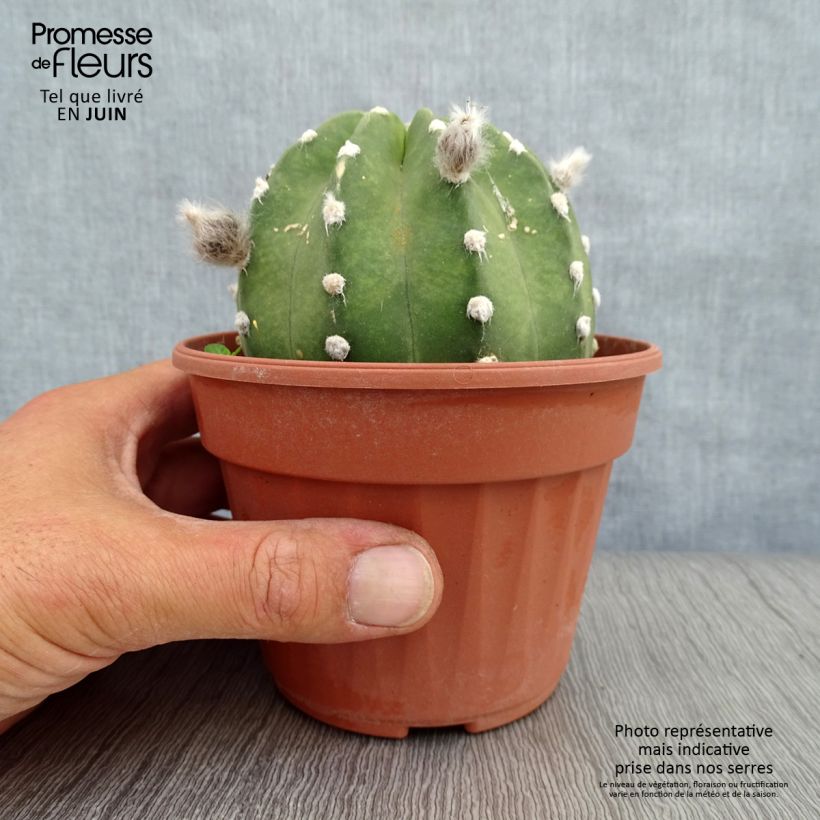 Esemplare di Echinopsis subdenudata Vaso da Ø 12 cm / 13 cm consegnato in estate