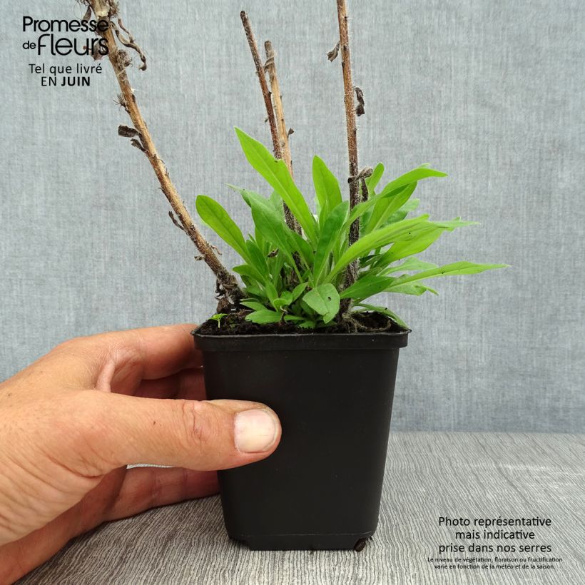 Esemplare di Echium amoneum Red Fathers - Viperina Vasetto da 8/9 cm consegnato in estate