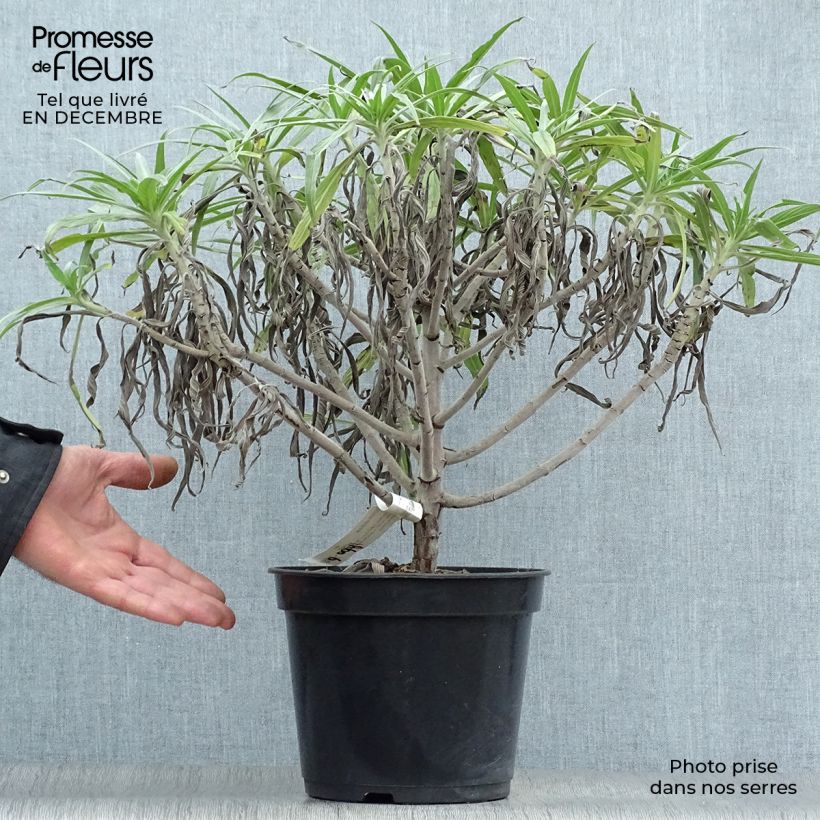 Echium candicans - Viperina candeggiante Vaso da 7,5L/10L esemplare consegnato in inverno