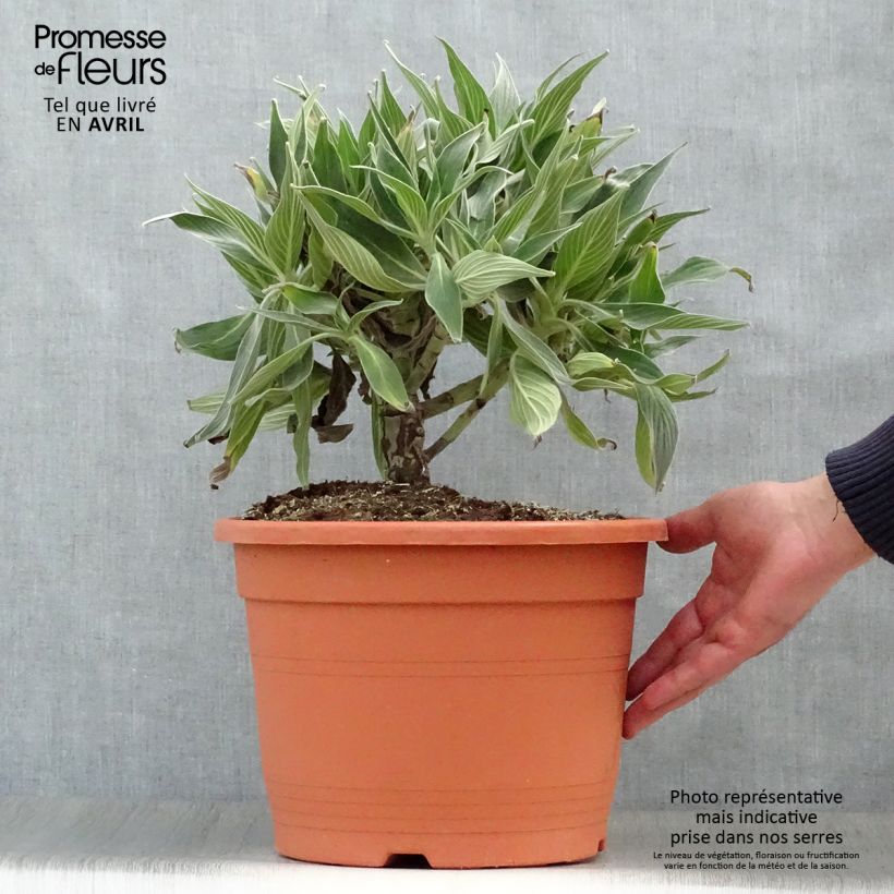Echium candicans - Viperina candeggiante Vaso da 7,5L/10L esemplare consegnato in primavera