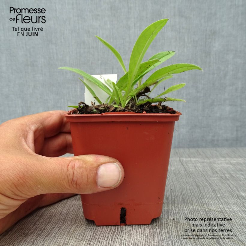 Esemplare di Echium russicum - Viperina Vasetto da 8/9 cm consegnato in estate