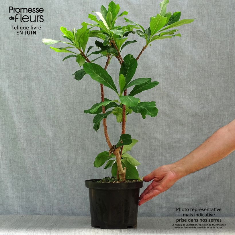 Esemplare di Edgeworthia chrysantha Grandiflora - Bastone di san Giuseppe Vaso da 4L/5L consegnato in estate