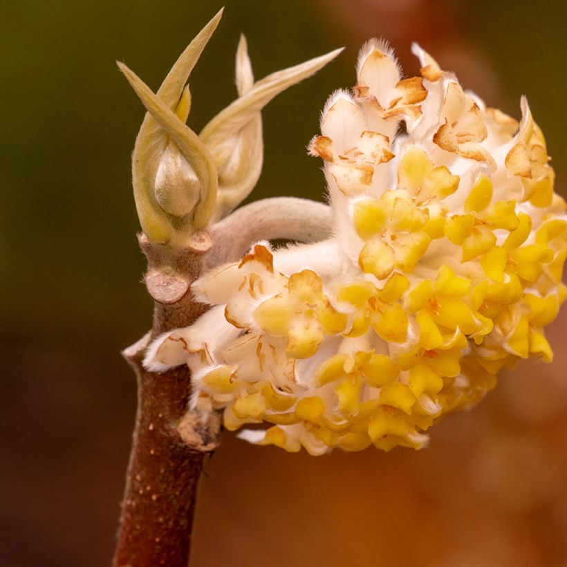 Edgeworthia chrysantha Grandiflora - Bastone di san Giuseppe (Fioritura)