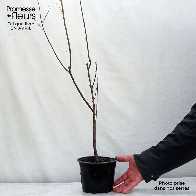 Elaeagnus angustifolia - Olivagno Vaso da 2L/3L esemplare consegnato in primavera