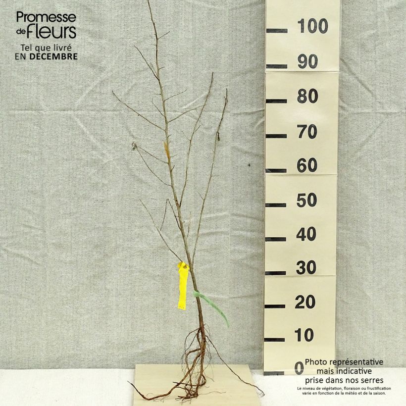 Elaeagnus angustifolia - Olivagno Piante piccole a radice nuda esemplare consegnato in inverno