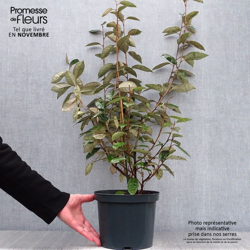 Esemplare di Elaeagnus ebbingei - Eleagno Vaso da 4L/5L come consegnato in autunno