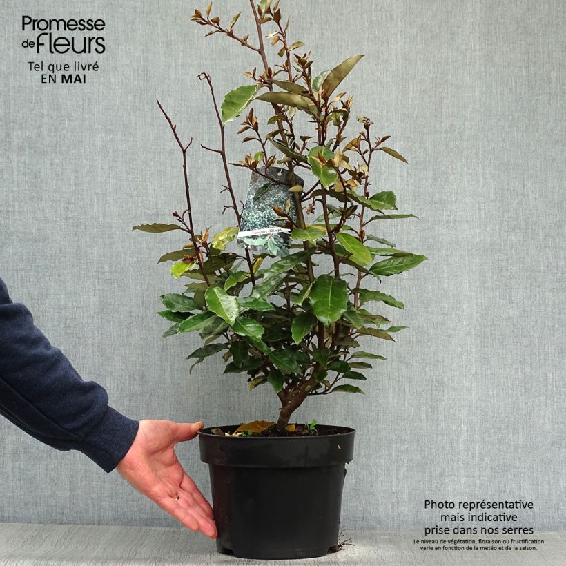 Elaeagnus ebbingei - Eleagno Vaso da 4L/5L esemplare consegnato in primavera