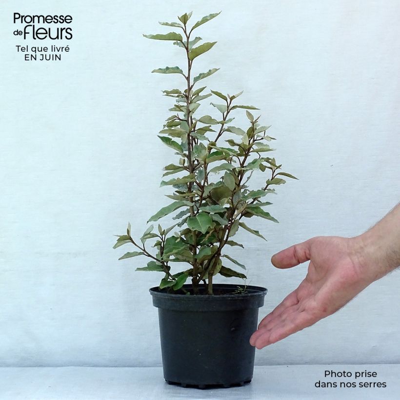 Esemplare di Elaeagnus ebbingei Compacta - Eleagno Vaso da 2L/3L consegnato in estate