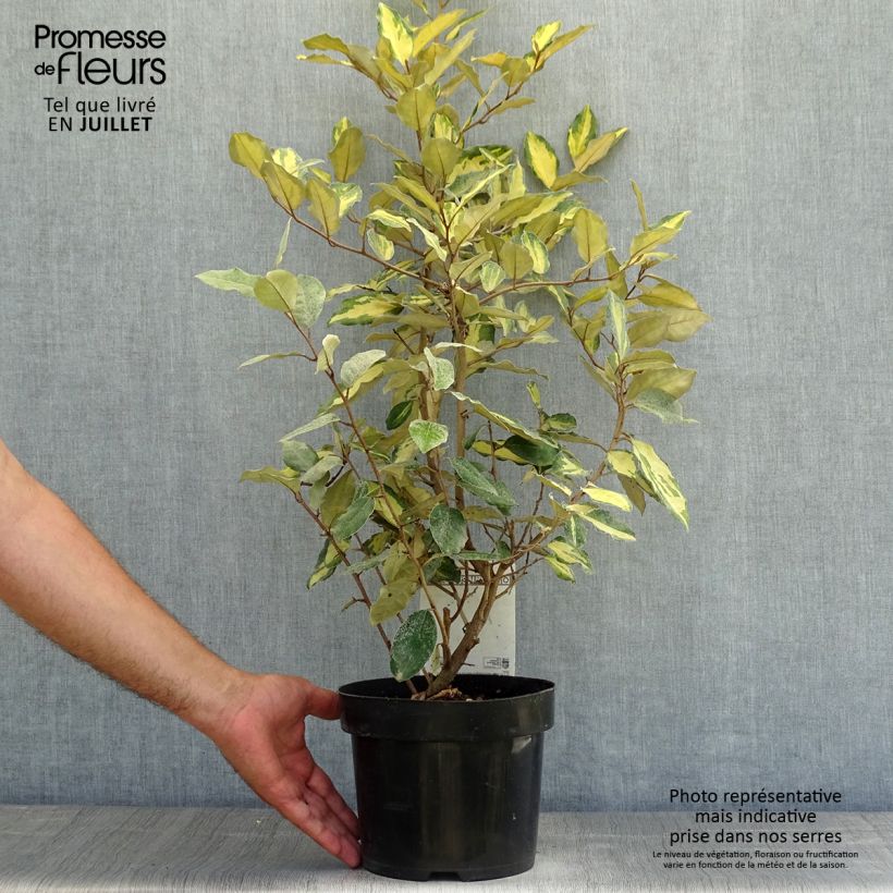 Esemplare di Elaeagnus ebbingei Eleador - Eleagno Vaso da 3L/4L consegnato in estate