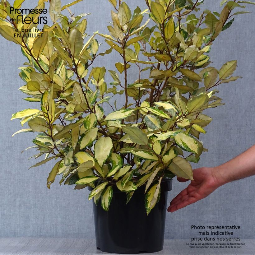Esemplare di Elaeagnus ebbingei Eleador - Eleagno Vaso da 7,5L/10L consegnato in estate