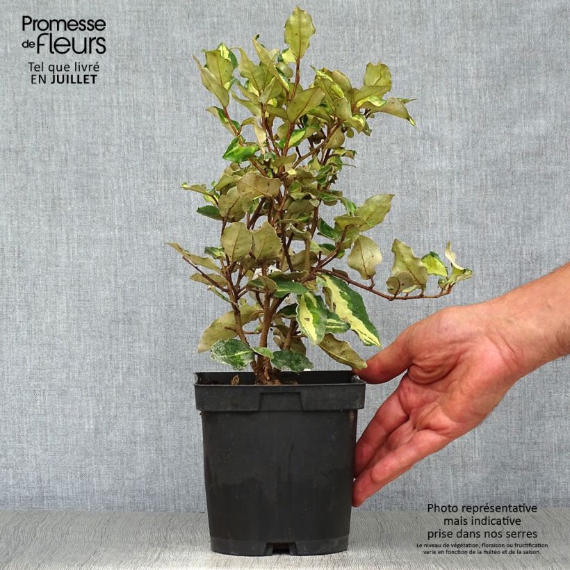 Esemplare di Elaeagnus ebbingei Maryline - Eleagno Vaso da 2L/3L consegnato in estate