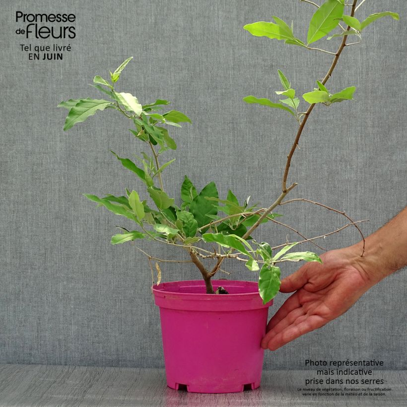 Esemplare di Elaeagnus multiflora - Goumi del Giappone Vaso da 2L/3L consegnato in estate