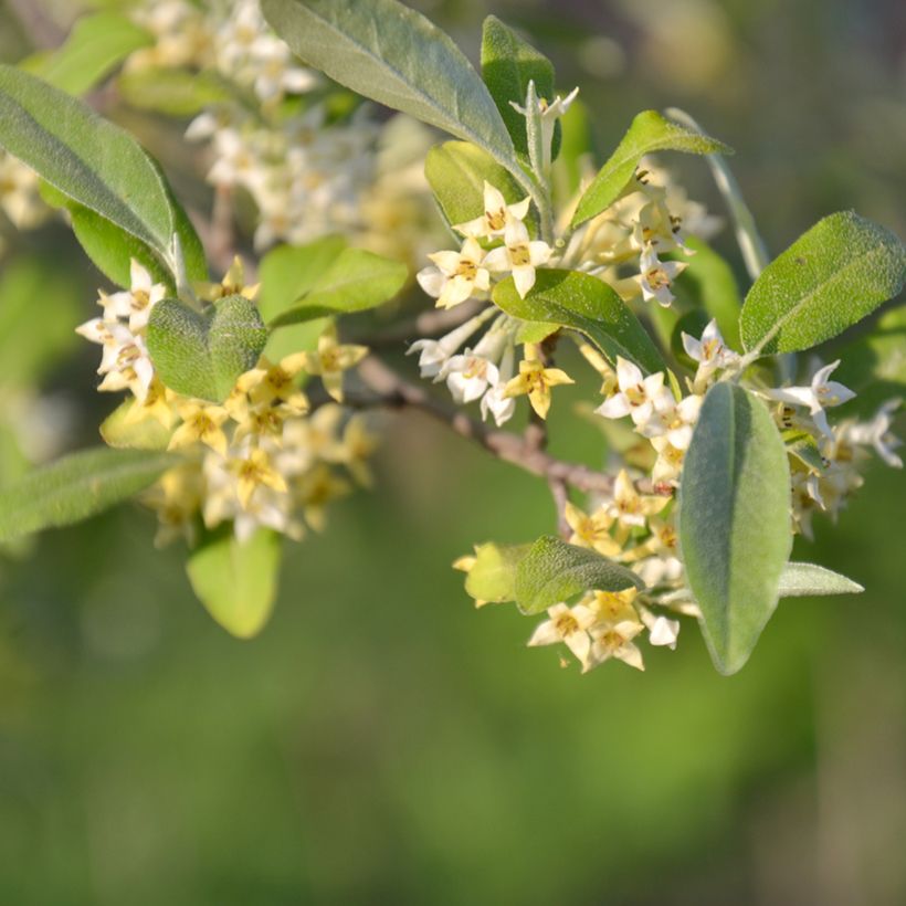 Elaeagnus umbellata Pointilla Amoroso - Eleagno ombrelliforme (Fioritura)