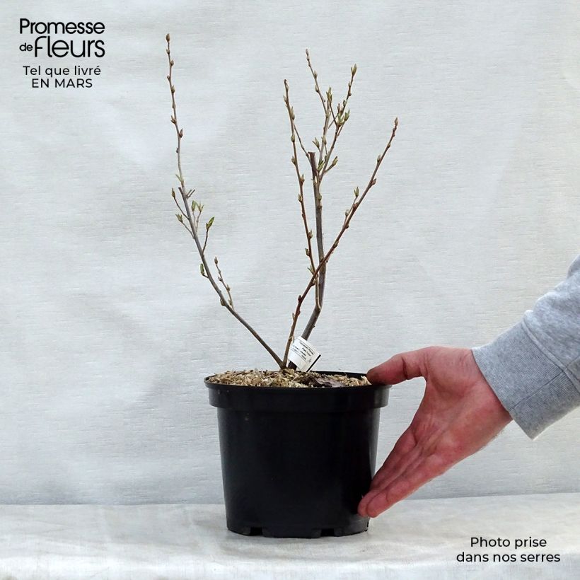 Elaeagnus umbellata - Eleagno ombrelliforme Vaso da 7,5L/10L esemplare consegnato in primavera