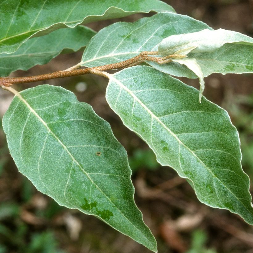 Elaeagnus umbellata - Eleagno ombrelliforme (Fogliame)