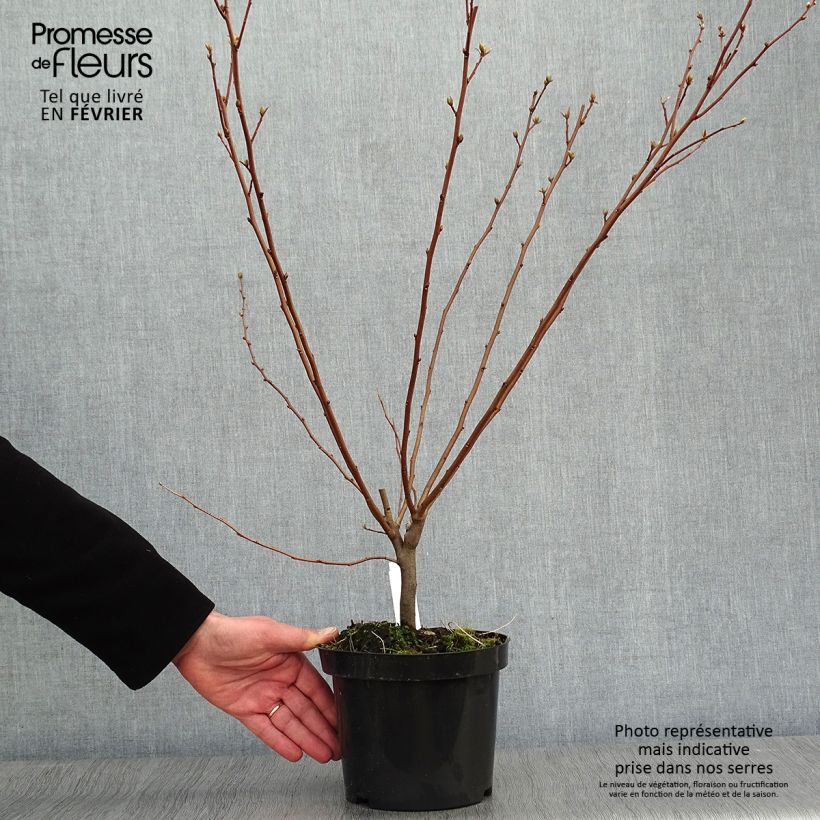 Elaeagnus umbellata - Eleagno ombrelliforme Vaso da 7,5L/10L esemplare consegnato in inverno