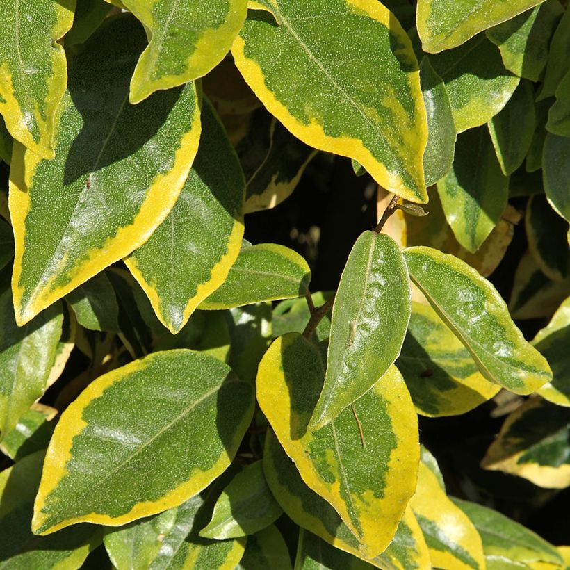 Elaeagnus ebbingei Viveleg - Eleagno (Fogliame)