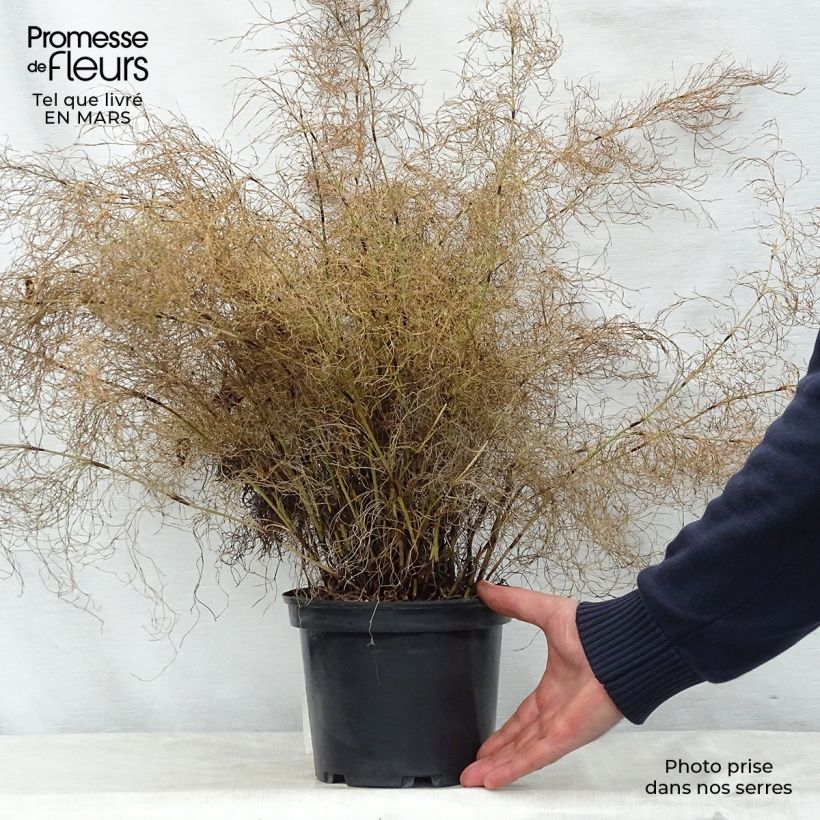 Elegia capensis - Restio Vaso da 2L/3L esemplare consegnato in primavera