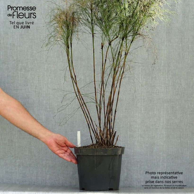 Esemplare di Elegia capensis - Restio Vaso da 7,5L/10L consegnato in estate