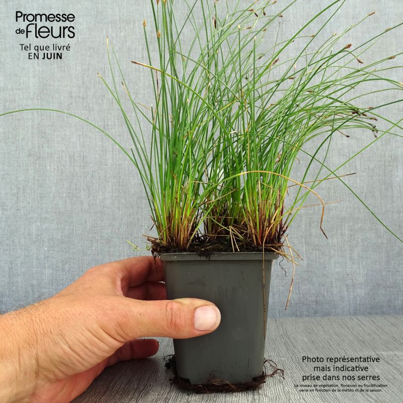 Esemplare di Eleocharis palustris - Giunchina comune Vasetto da 8/9 cm consegnato in estate