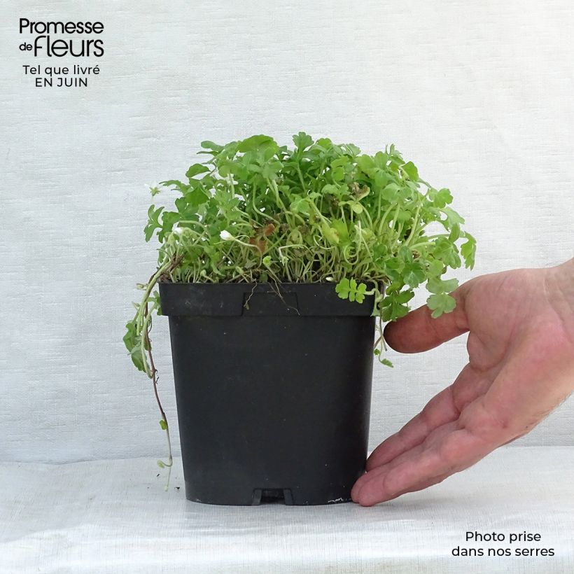 Esemplare di Ellisiophyllum pinnatum Vasetto da 8/9 cm consegnato in estate
